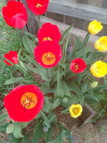 Тюльпаны в с. Чалганы