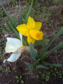 Нарцисс в с. Чалганы