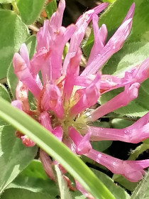 Клевер луговой, с. Новокиевский Увал