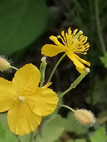 Чистотел в Новокиевском Увале