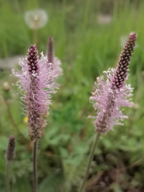 Подорожник в Новокиевском Увале