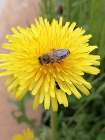 Одуванчик полевой, лекарственный в Новокиевском Увале