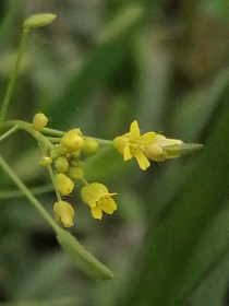 Крупка дубравная, с. Новокиевский Увал
