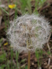 Одуванчик в Новокиевском Увале