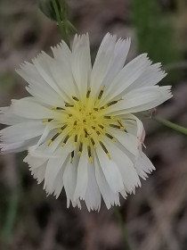 Иксеридиум зубчатый в Новокиевском Увале