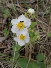 Земляника в Новокиевском Увале
