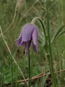Сон-трава, с. Новокиевский Увал