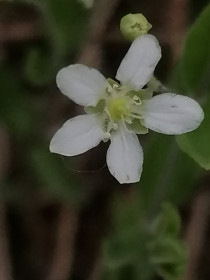 Минуарция, с. Новокиевский Увал