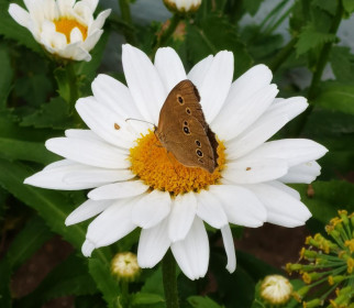 Ромашка в Свободном