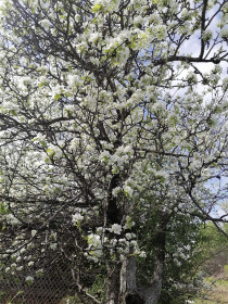 Слива в Свободном