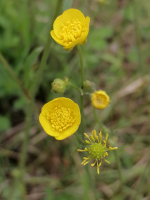 Лютик едкий в Новокиевском Увале