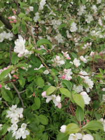 Ранетка в Свободном