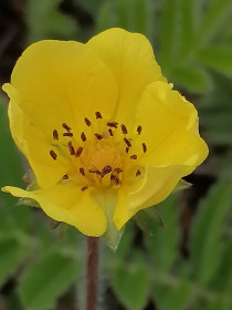 Лапчатка гусиная, с Новокиевский Увал