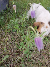 Сон-трава в Новокиевском Увале