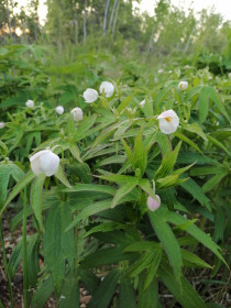 Ветреница в Мазановском районе