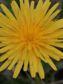 Одуванчик полевой в Мазановском районе