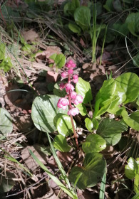 Грушанка круглолистная в Мазановском районе