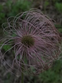 Сон-трава в Новокиевском Увале