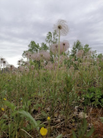 Сон-трава, или прострел в Мазановском районе
