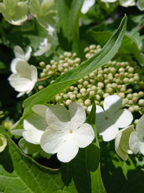 Калина в с. Касаткино