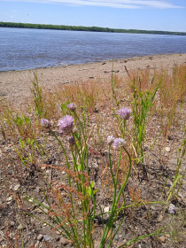 Дикий лук в с. Касаткино