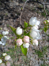 Груша в с. Касаткино