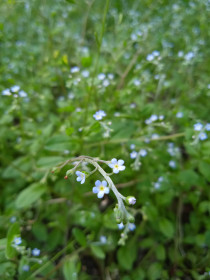 Незабудка в с. Касаткино