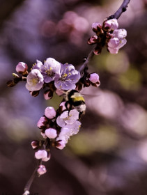 Груша в переулке Благовещенска