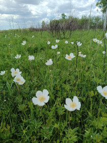 Амурский мак в Ивановском округе