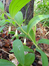 Купена в с. Касаткино