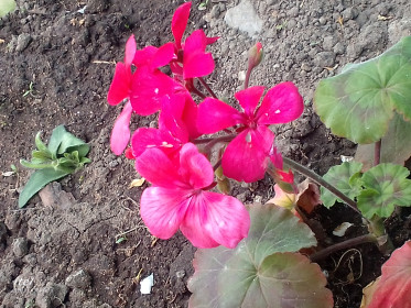 Герань в Мазановском районе