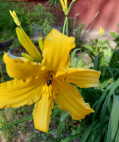 Лилия в Благовещенске