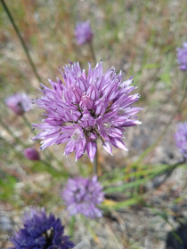 Дикий лук зацвёл в с. Касаткино