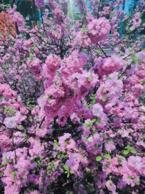 Луизиания во дворе Благовещенска