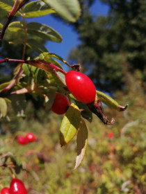 Шиповник в Благовещенском округе