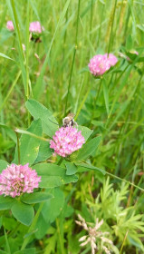 Клевер в Благовещенском округе