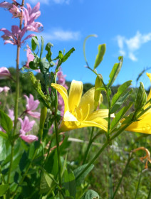 Саранка желтая в Благовещенском округе