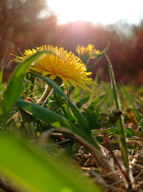 Одуванчик на закате в Благовещенске