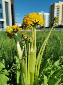Дружная семейка одуванчиков в Циолковском