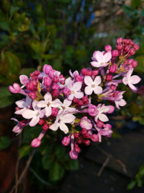 Сирень, Сковородинский округ