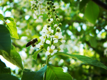 Черёмуха в п. Новобурейский