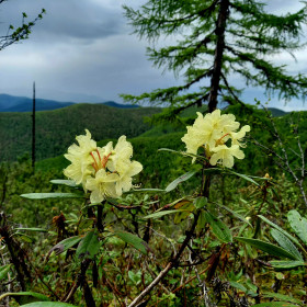 Рододендрон в окрестностях пгт Токур