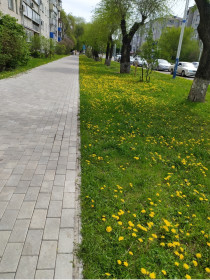 Одуванчики на Театральной