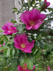 Шиповник в Благовещенске