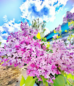 Сирень в Октябрьском районе