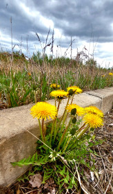 Одуванчик на Бурейской ГЭС, пгт Талакан