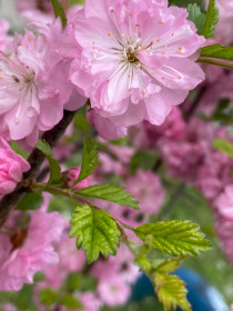 Сакура, г. Зея