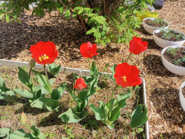 Тюльпаны в Благовещенске