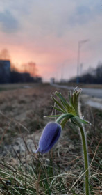 Подснежник на закате в Талакане