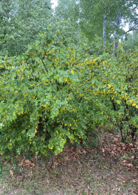 Акация желтая в Благовещенске